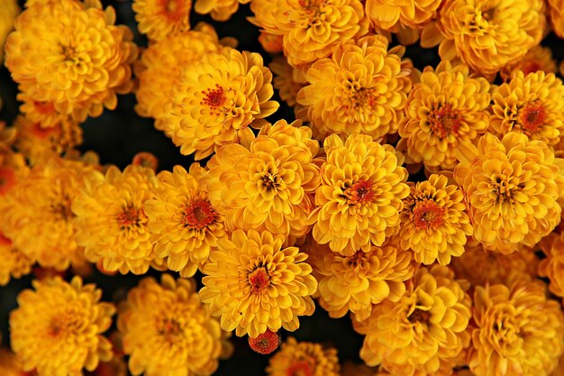 Close-up of yellow flowering plant