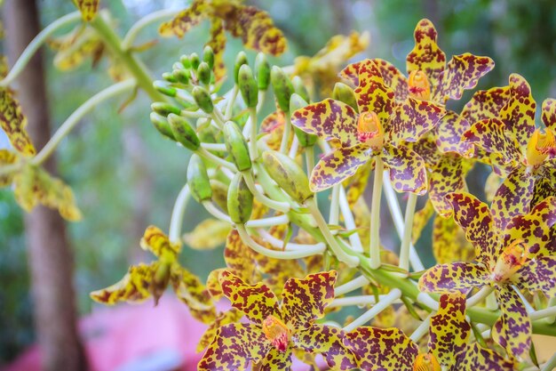 Foto prossimo piano di una pianta a fiori gialli