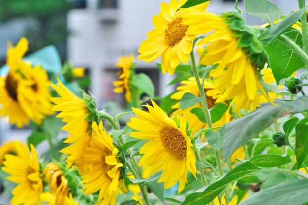 Close-up of yellow flowering plant