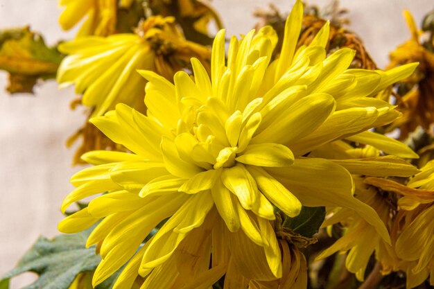 Close-up of yellow flowering plant