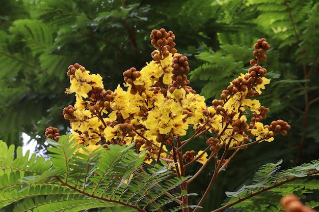 Photo close-up of yellow flowering plant