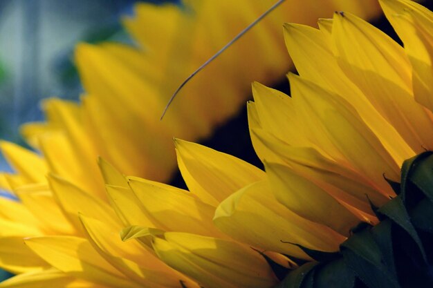 Close-up of yellow flowering plant