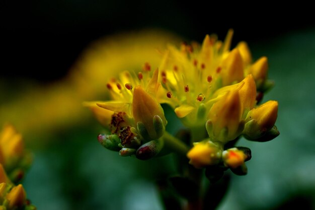 Close-up of yellow flowering plant