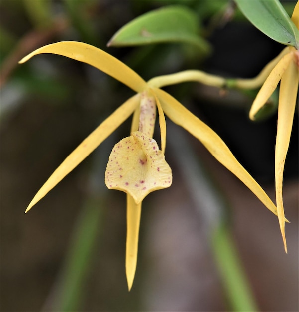 Foto prossimo piano di una pianta a fiori gialli