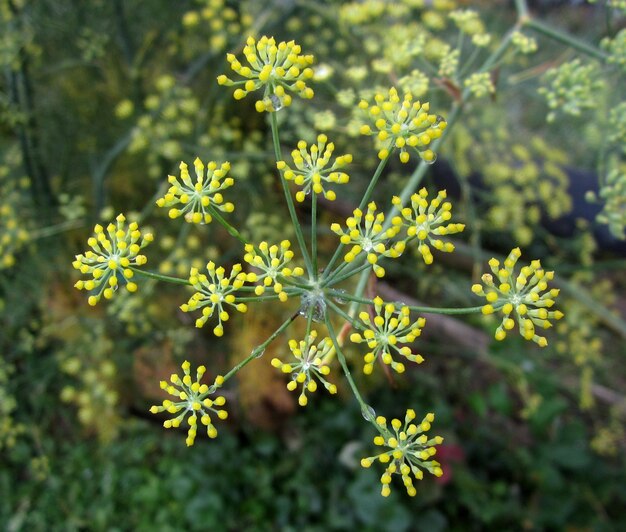 Photo close-up of yellow flowering plant