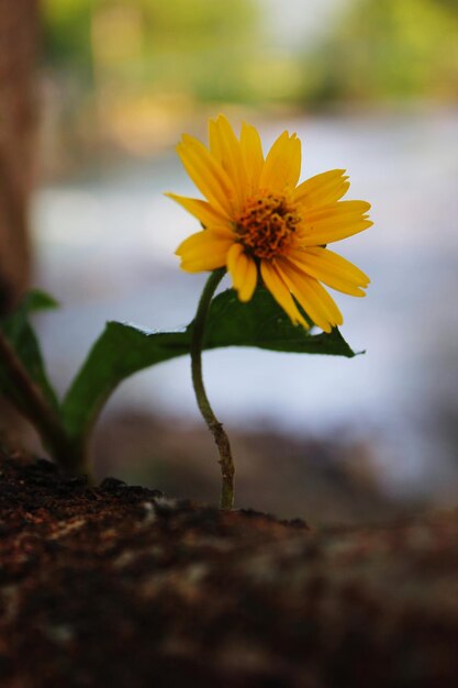 Close-up of yellow flowering plant