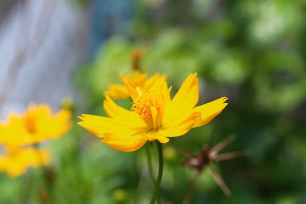 Close-up of yellow flowering plant