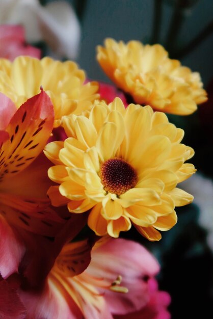 Close-up of yellow flowering plant