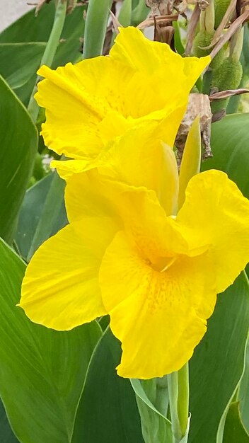 Close-up of yellow flowering plant