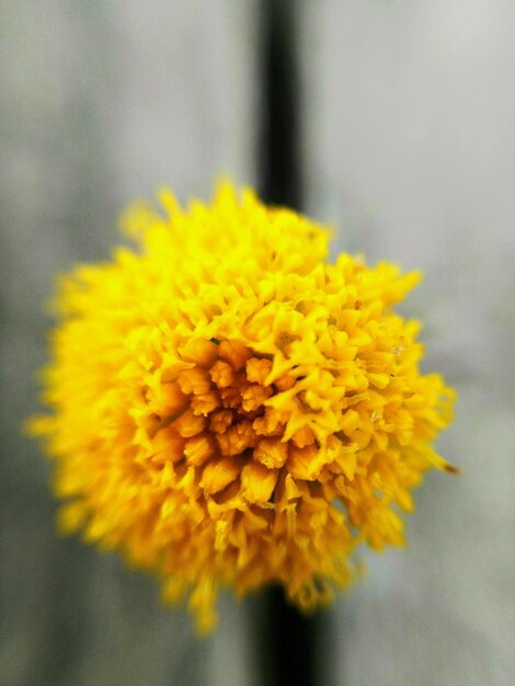 Close-up of yellow flowering plant