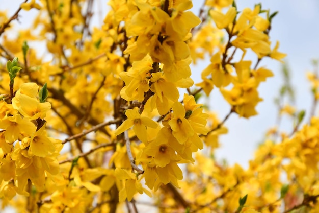 Close-up of yellow flowering plant