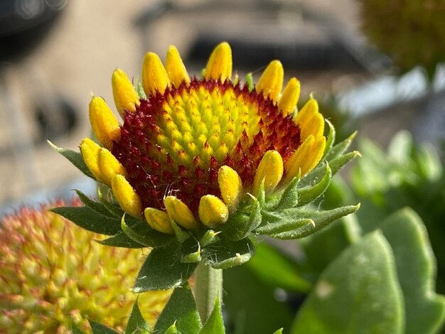 Foto prossimo piano di una pianta a fiori gialli