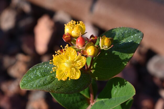 黄色い花の植物のクローズアップ