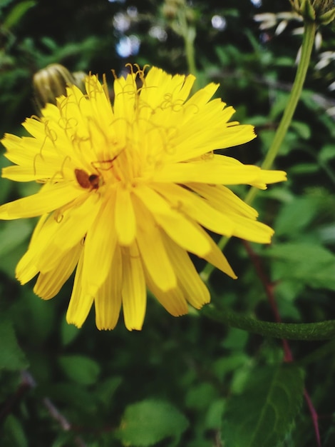 Foto prossimo piano di una pianta a fiori gialli