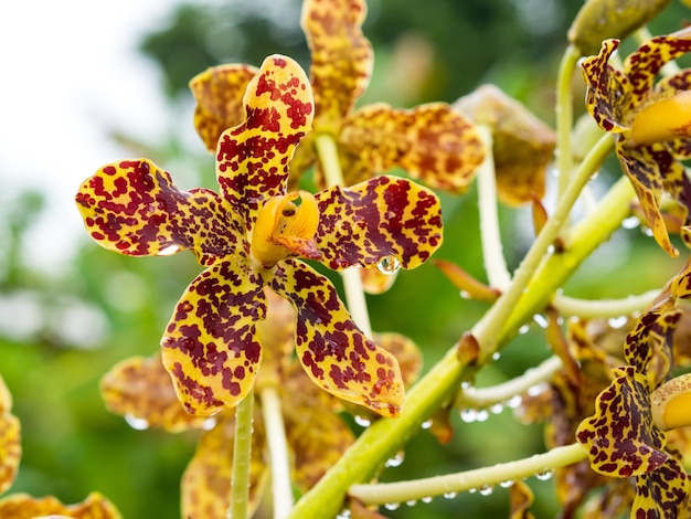 黄色い花の植物のクローズアップ