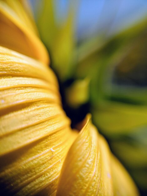 Photo close-up of yellow flowering plant