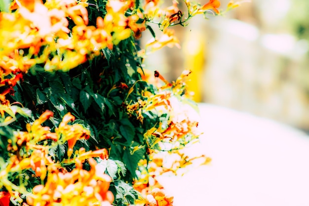 Photo close-up of yellow flowering plant