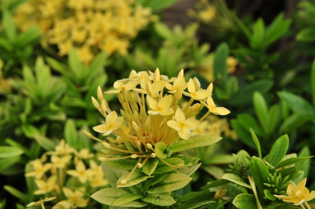 Крупный план желтого цветущего растения