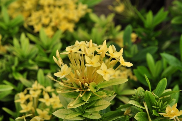 Foto prossimo piano di una pianta a fiori gialli