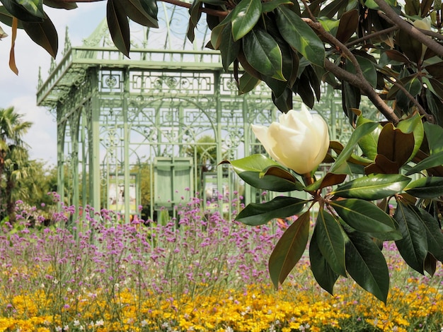 黄色い花の植物のクローズアップ