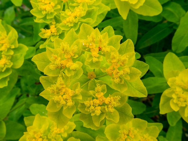 Close-up of yellow flowering plant