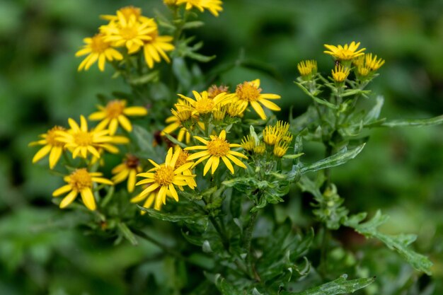 Close-up of yellow flowering plant