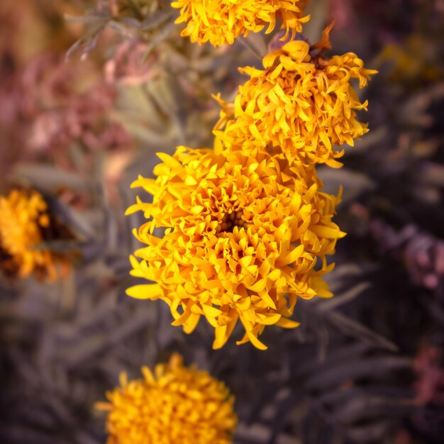 Photo close-up of yellow flowering plant