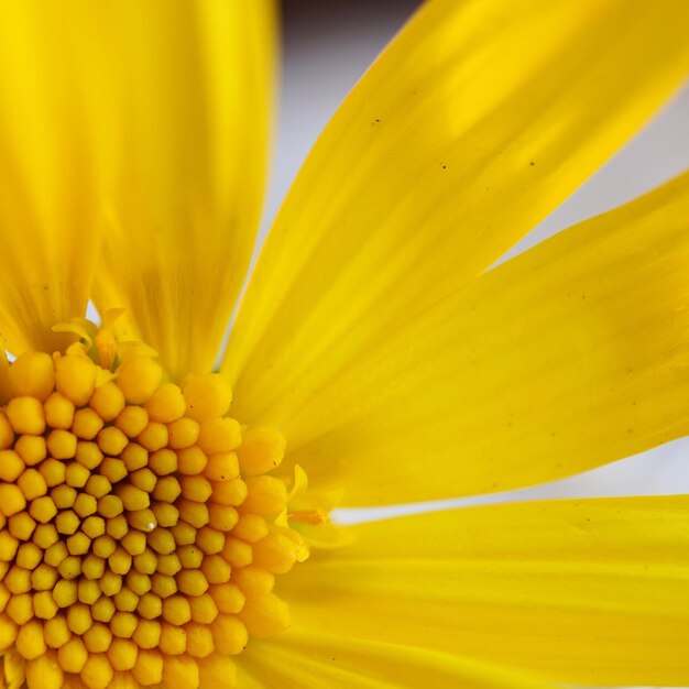 Close-up of yellow flowering plant