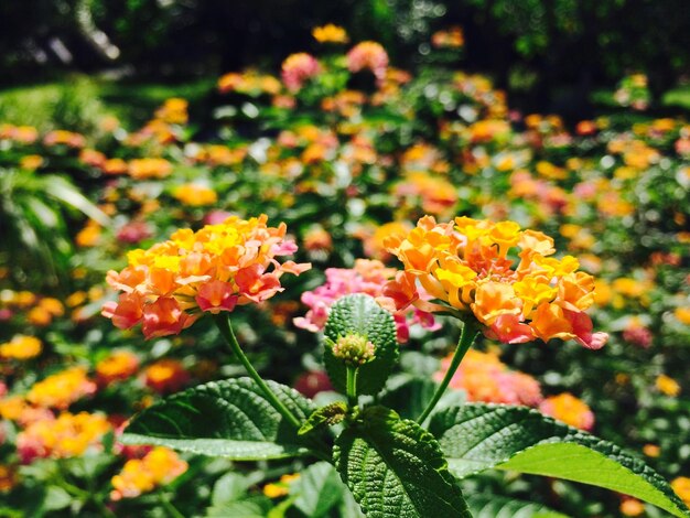 Close-up of yellow flowering plant