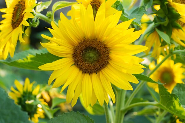 Close-up of yellow flowering plant