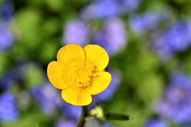 Foto prossimo piano di una pianta a fiori gialli