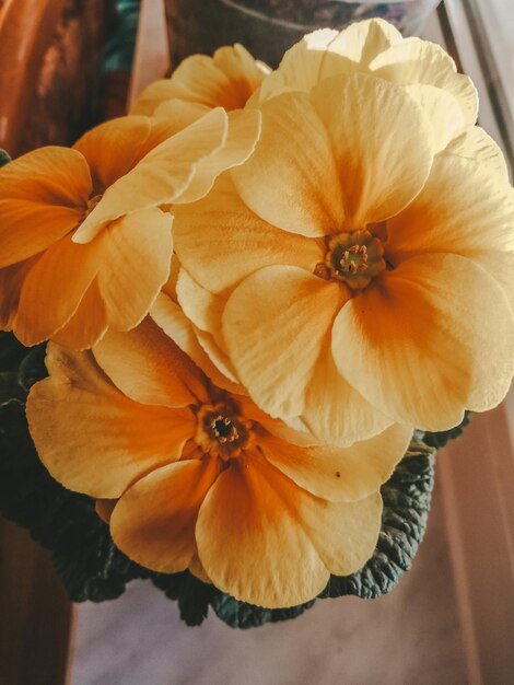 Close-up of yellow flowering plant