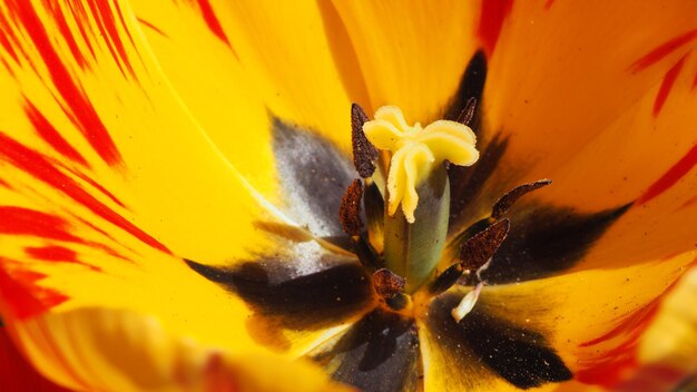 Close-up of yellow flowering plant