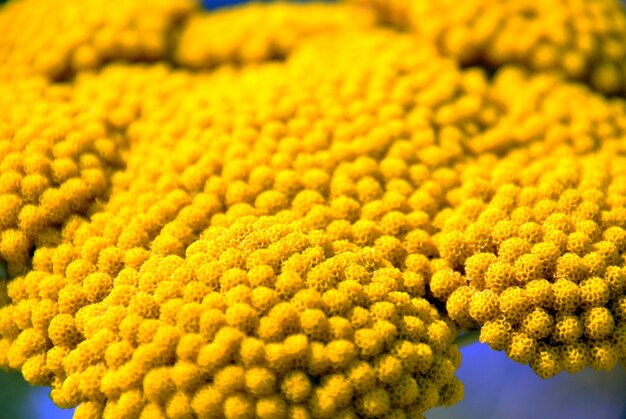 Close-up of yellow flowering plant