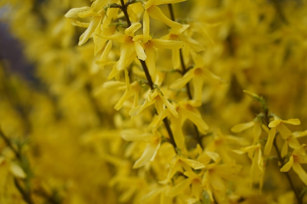 Foto prossimo piano di una pianta a fiori gialli