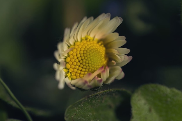 Close-up of yellow flowering plant