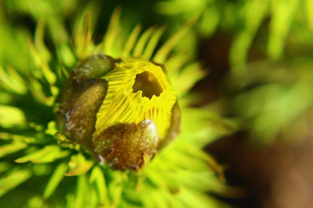 Foto close-up di una pianta a fiore giallo