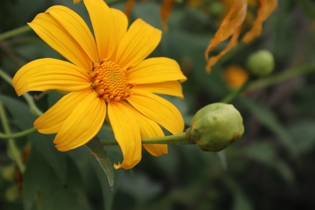 Foto close-up di una pianta a fiore giallo