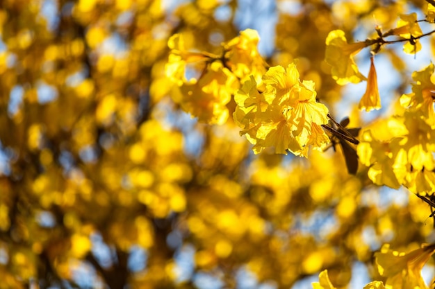 Photo close-up of yellow flowering plant