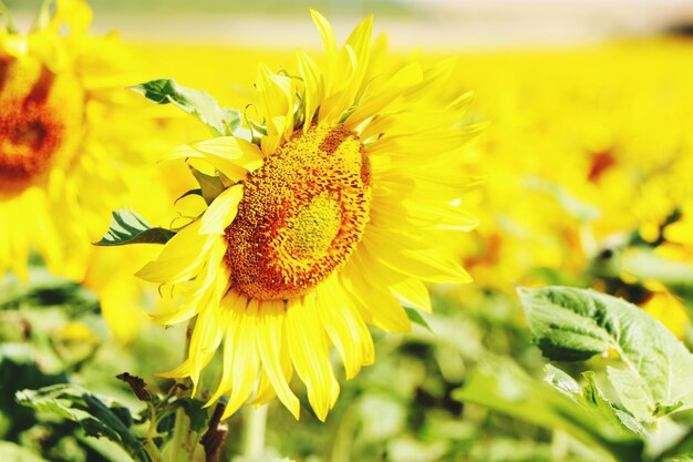 Close-up of yellow flowering plant