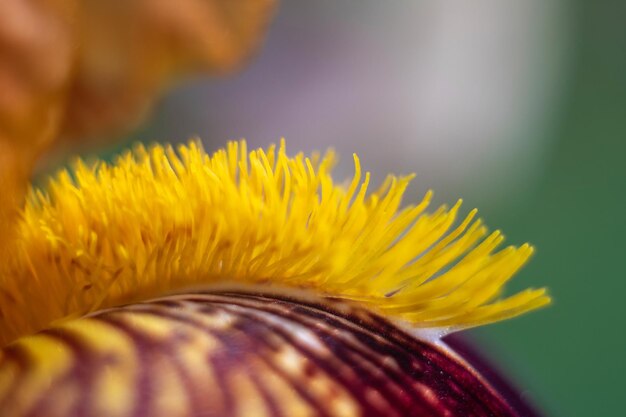 Close-up of yellow flowering plant