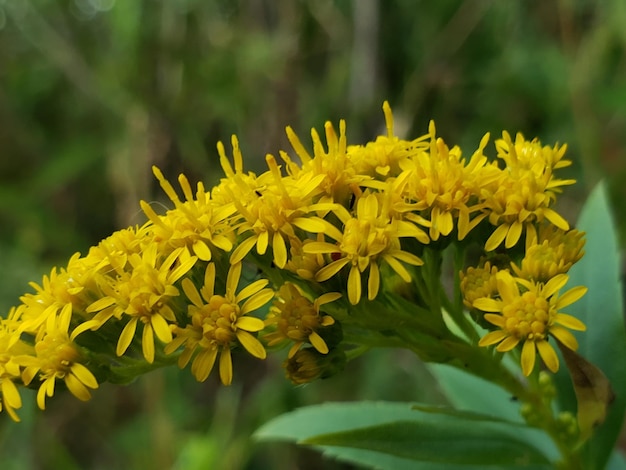 Close-up of yellow flowering plant