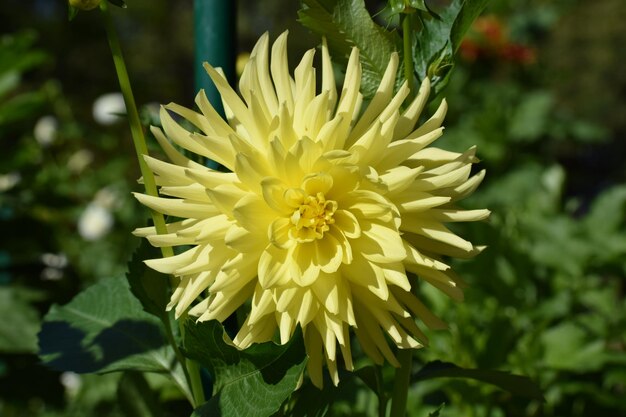 Close-up of yellow flowering plant