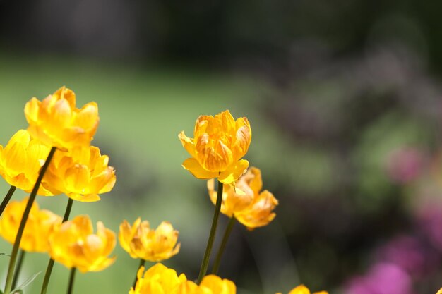 Close-up of yellow flowering plant