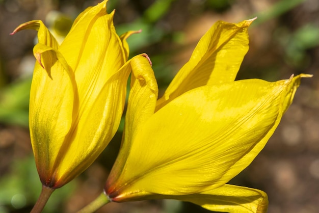 Close-up of yellow flowering plant