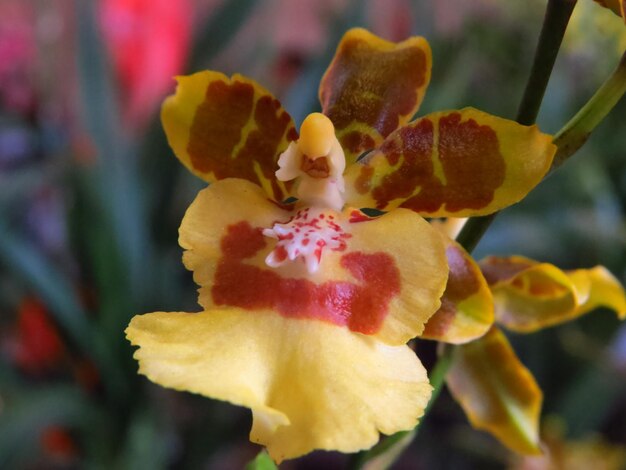 Photo close-up of yellow flowering plant