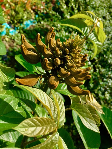 Close-up of yellow flowering plant