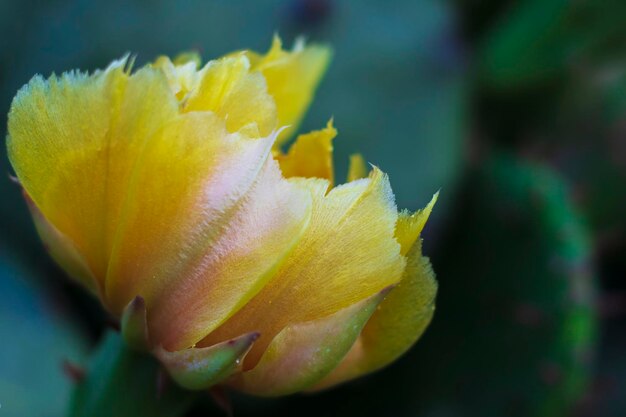 Close-up of yellow flowering plant