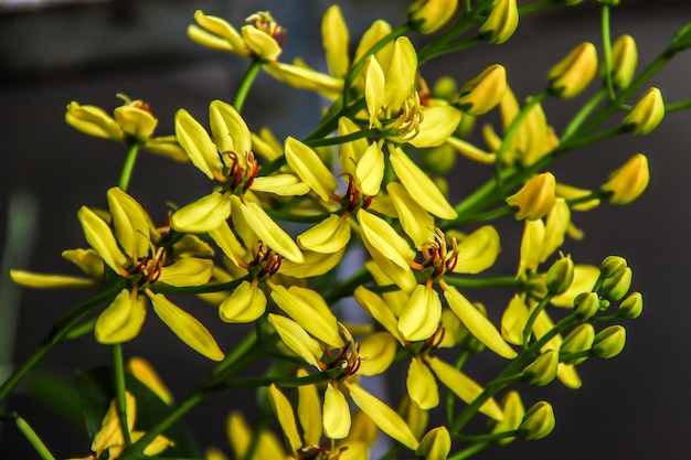 Foto prossimo piano di una pianta a fiori gialli