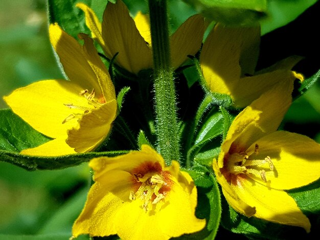 Close-up of yellow flowering plant